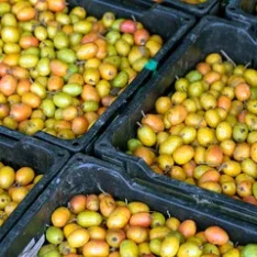 Fresh ciruela fruits in a box, showcasing their vibrant color and juicy flesh