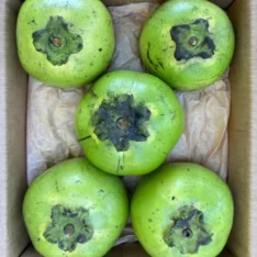 Fresh black sapote fruit in a box, showing its green skin and dark, pudding-like flesh