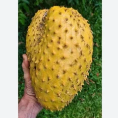 Fresh Golden Soursop fruit with green spiky skin and creamy white flesh