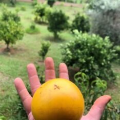 Abiu-Fruit-Box- canada