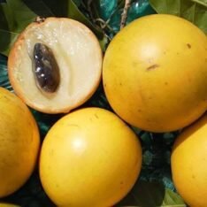 Buy Abiu Fruit Box | Pouteria Caimito Online
