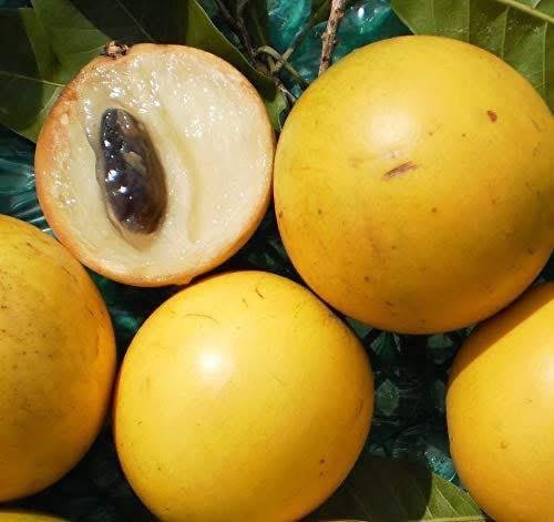 Buy Abiu Fruit Box | Pouteria Caimito Online