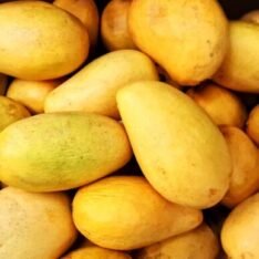 Ataulfo Mango Fruit Box | Tropical Fruits Canada