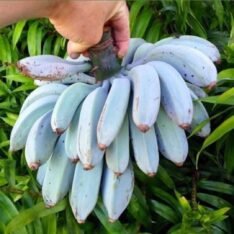 Blue Java Banana for Sale | Ice Cream Banana Canada