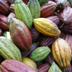 Buy Cacao Fruit Tropical Box for Sale in Canada