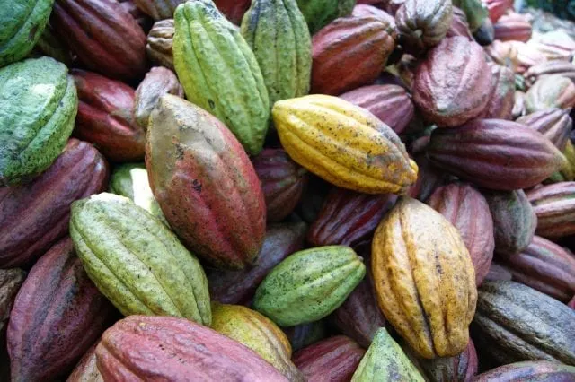 Buy Cacao Fruit Tropical Box for Sale in Canada