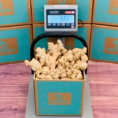 Fresh tropical ginger roots in a box, showcasing their vibrant yellowish-brown skin and knobby texture