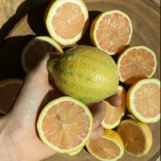 Fresh pink lemons with vibrant green and white variegated skin, sliced to reveal their pink flesh