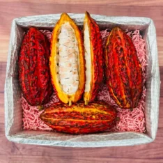 Fresh cacao pods in a box, showcasing their vibrant colors and unique textures