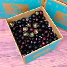 Fresh muscadine grapes in a box, showcasing their vibrant colors and glossy skins