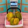 Fresh Durian fruit box, exotic Durians, thorny yellow-green Durian, creamy fruit flesh, available in Canada