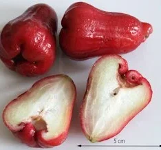 Fresh wax jambu fruits in a box, showcasing their vibrant pink and red skins