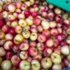 Order Rainier Cherries for Sale in Canada