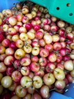 Order Rainier Cherries for Sale in Canada