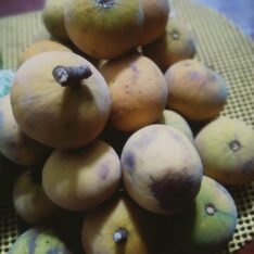 Santol Fruit Box for Sale Ontario